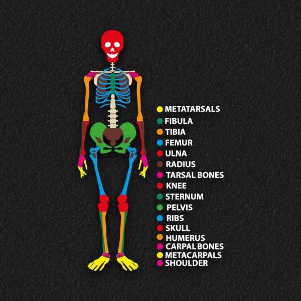 PMSKEL Skeleton